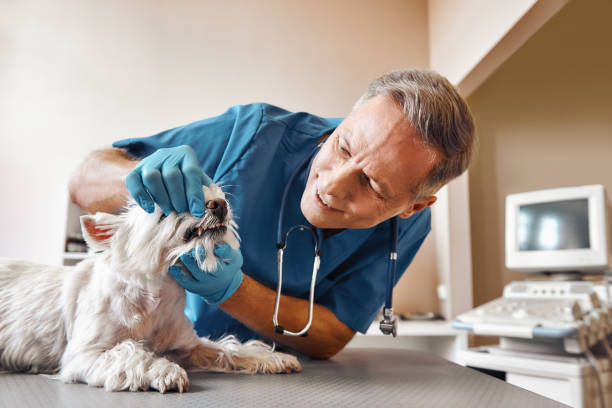 Best Pediatric Emergency Dentist in Grottoes, VA